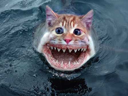 Killer kittyshark!